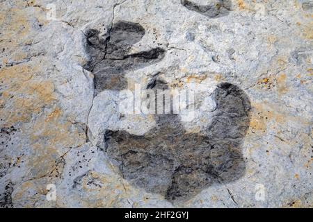Morrison, Colorado - die Spuren eines Hadrosaurus (Duck-Billed Dinosaurier) am Dinosaur Ridge. Besucher können Hunderte von Dinosaurier-Fußabdrücken entlang der ri sehen Stockfoto
