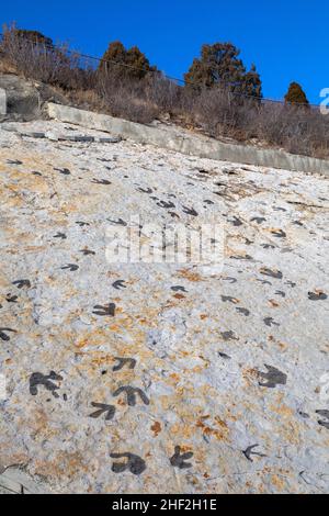 Morrison, Colorado - Dinosaur Ridge. Besucher können Hunderte von Dinosaurierspuren entlang des Bergrückens sehen, westlich von Denver. Die Spuren von Entenschnabel Stockfoto