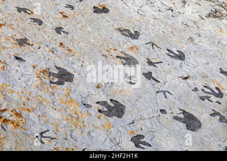 Morrison, Colorado - Dinosaur Ridge. Besucher können Hunderte von Dinosaurierspuren entlang des Bergrückens sehen, westlich von Denver. Die Spuren von Entenschnabel Stockfoto