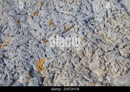 Morrison, Colorado - Burrows, die vor 100 Millionen Jahren von Garnelen und Würmern im Dinosaur Ridge gemacht wurden. Besucher können Hunderte von Dinosaurierspuren sehen Stockfoto