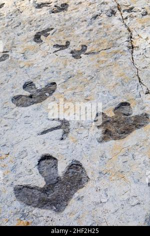 Morrison, Colorado - Dinosaur Ridge. Besucher können Hunderte von Dinosaurierspuren entlang des Bergrückens sehen, westlich von Denver. Die Spuren von Entenschnabel Stockfoto