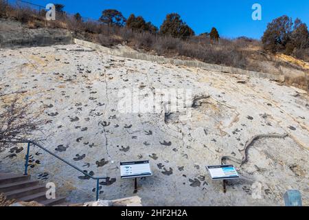 Morrison, Colorado - Dinosaur Ridge. Besucher können Hunderte von Dinosaurierspuren entlang des Bergrückens sehen, westlich von Denver. Die Spuren von Entenschnabel Stockfoto