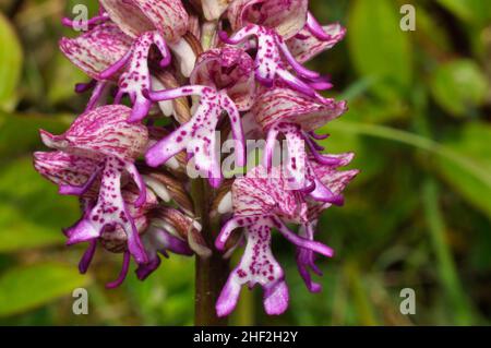 Lady/Monkey Hybrid Orchid, selten, geschützt, Blume, Hartslock Reserve, Goring, Oxfordshire, Großbritannien Stockfoto