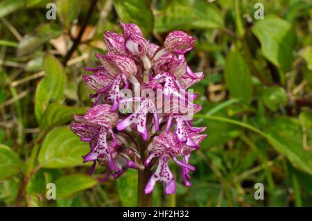 Lady/Monkey Hybrid Orchid, selten, geschützt, Blume, Hartslock Reserve, Goring, Oxfordshire, Großbritannien Stockfoto