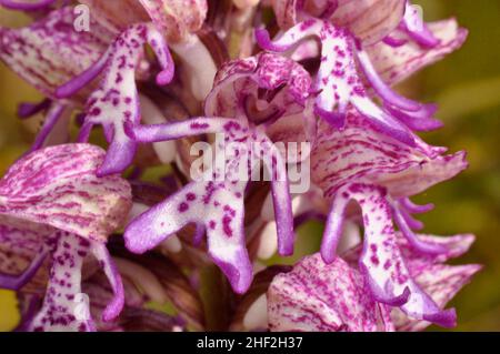 Lady / Affe hybrid Orchid, selten, Hartslock finden, Goring, Oxfordshire, UK Stockfoto