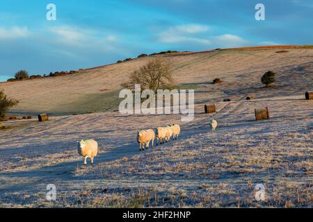 Walisische Schafe am Hang von Mynydd Illtud in den Brecon Beacons in South Wales Großbritannien Stockfoto