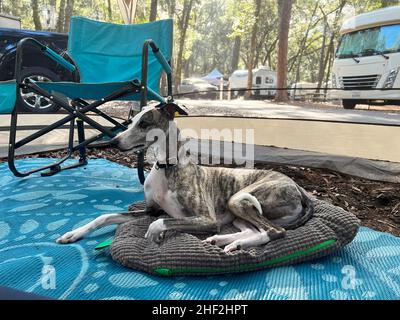 Ein Whippet, der seinen Campingplatz auf Jekyll Island, Georgia, USA, genießt, einem ruhigen, langsamen Reiseziel im Süden der Vereinigten Staaten. Stockfoto