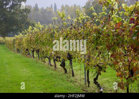 Rebenreihe in einem englischen Weinberg nach der Ernte im Herbst gesehen. Stockfoto