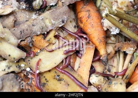 Würmer im Kompost - Gemüse- und Fruchtabfall.Sie sind nützliche Organismen, die die Zersetzung von Materie und die Zirkulation von Elementen beschleunigen. Stockfoto