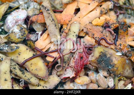 Würmer im Kompost - Gemüse- und Fruchtabfall.Sie sind nützliche Organismen, die die Zersetzung von Materie und die Zirkulation von Elementen beschleunigen. Stockfoto