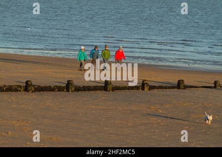 Wandern am Strand von Frinton on Sea, Essex mit einem West Highland Terrier Hund Stockfoto