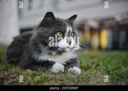 Nahaufnahme eines weiß-grauen Kätzens mit gelben Augen, die im Gras im Freien liegen. Ruhende Katze. Stockfoto