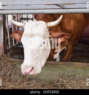 Eine Kuh frisst Heu im Kuhstall. Nutztiere. Landwirtschaftskonzept. Stockfoto