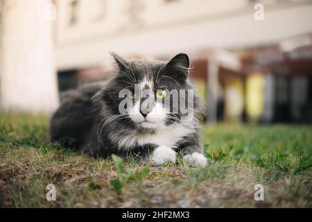 Weiß-graue Katze mit gelben Augen, die im Gras im Freien liegt. Ruhende Katze. Stockfoto