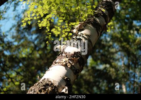 Einzelne Birken Stamm und Blätter in schönen Wald an sonnigen Tagen. Natürlicher Waldhintergrund. Schräge Komposition. Stockfoto