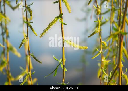 Die hängende Weide verzweigt sich mit den ersten kleinen Blättern und Kätzchen. Früher Frühling sonniger natürlicher Hintergrund. Stockfoto