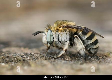 Nahaufnahme einer haarigen, flauschigen, blau gebänderten Biene, Amegilla albigena, die in Südfrankreich auf einem Stück Holz sitzt Stockfoto
