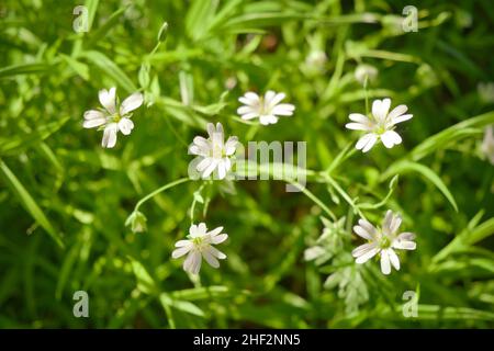 Nahaufnahme von zarten kleinen weißen Blüten auf dem Feld. Blumen cerastium im Freien. Natürlicher Hintergrund. Selektiver Fokus. Stockfoto