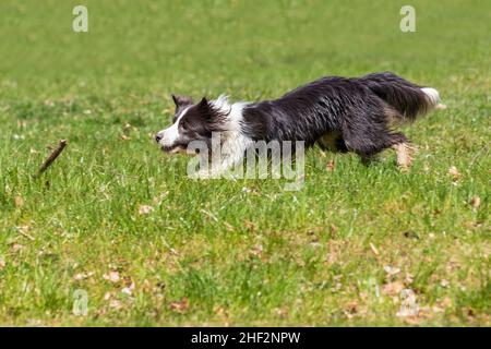 Border Collie läuft bei sonnigem Wetter auf einem grünen Rasen. Stockfoto