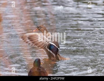 Seitenansicht einer Ente, die im Winter auf einem Teich mit ihren Flügeln winkt Stockfoto