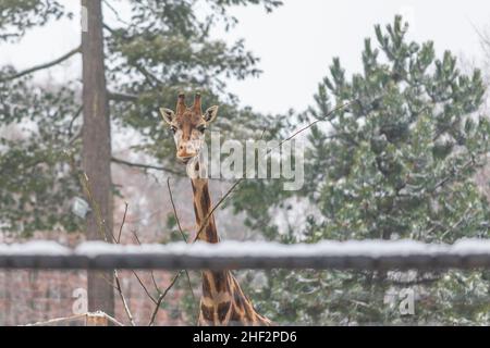 Rothschild-Giraffe im Winter unter Bäumen Stockfoto