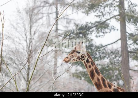 Rothschild-Giraffe im Winter unter Bäumen. Schönes Bokeh. Stockfoto