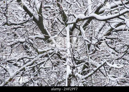 Struktur von Baumzweigen, die im Winter vom Schnee bedeckt sind. Nahaufnahme des Winterwaldes. Natürlicher Hintergrund. Stockfoto