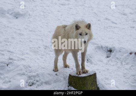 Arktischer Wolf im Winter auf Schnee Stockfoto