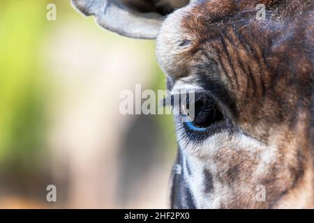 Rothschilds Giraffe - Giraffa camelopardalis rothschildi - Kopfportrait Stockfoto