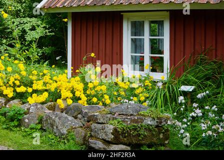 Alte schwedische rote Holzhütte mit weißen Fensterrahmen hinter einer Steinmauer mit Sommerblumen. Stockfoto