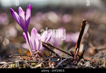 Die Sonne scheint auf der wilden violetten und gelben Irisblume (Crocus heuffelianus verfärbt) Stockfoto