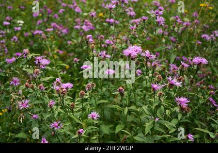 Rosa wild schwarz braun Knapweed Blumen - Centaurea Arten - wächst auf Waldwiese Stockfoto