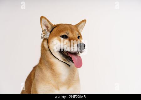 Haustierliebhaber-Konzept. Japanischer Hund auf hellem Hintergrund mit einer Krone auf dem Kopf, die glücklich posiert. Shiba inu ist ein japanischer Hund, der auf der ganzen Welt bekannt ist. Stockfoto