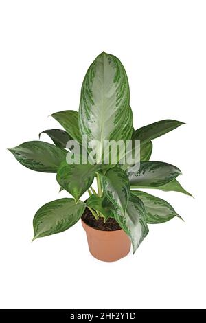 Tropische 'Aglaonema Silver Bay'-Zimmerpflanze mit silbernem Muster im Blumentopf auf weißem Hintergrund Stockfoto