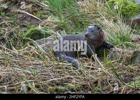 Otter (Lutra lutra), River Don, Aberdeenshire, Schottland, Großbritannien Stockfoto