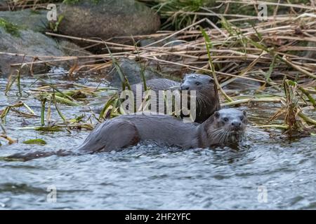 Otter (Lutra lutra), River Don, Aberdeenshire, Schottland, Großbritannien Stockfoto