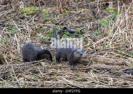 Otter (Lutra lutra), River Don, Aberdeenshire, Schottland, Großbritannien Stockfoto