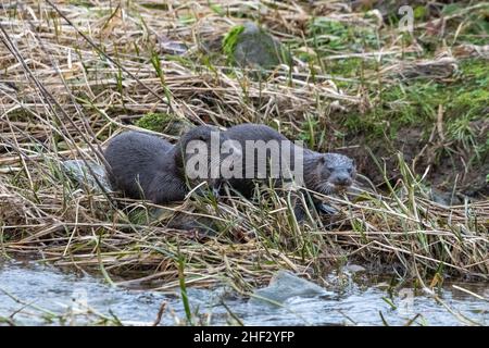 Otter (Lutra lutra), River Don, Aberdeenshire, Schottland, Großbritannien Stockfoto