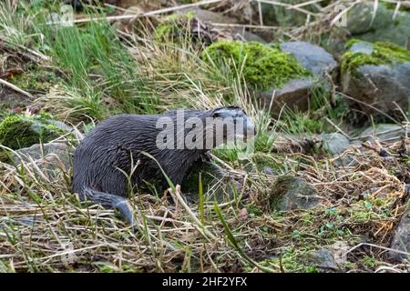 Otter (Lutra lutra), River Don, Aberdeenshire, Schottland, Großbritannien Stockfoto