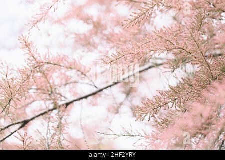 Blühende Zweige des Tamarisken-Strauchs und des Himmels. Frühlingshintergrund mit rosa blühenden Pflanzen. Nahaufnahme, weicher selektiver Fokus Stockfoto