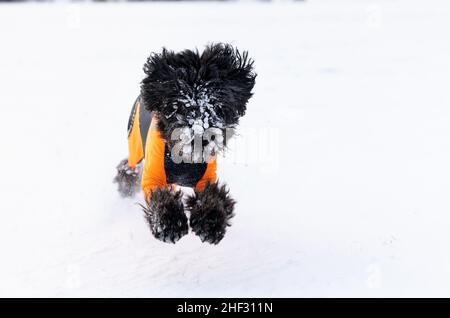 Ein schwarzer Labradoodle-Hund in einer orangefarbenen Schutzhülle läuft und springt im frischen weißen Pulverschnee Stockfoto