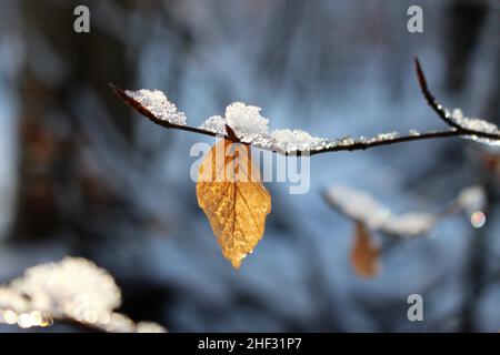 Der Herbst vergeht im Schnee. Eisbedecktes Buchenblatt vor winterlichem Hintergrund. Wechselnde Jahreszeiten. Stockfoto
