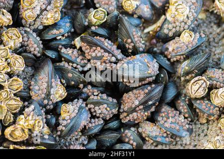 Nahaufnahme von Muscheln, die mit Seepocken bedeckt sind Stockfoto