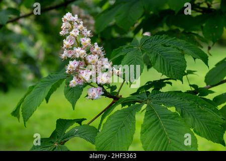 Wunderschöne Blütenkegel blühen auf einer Rosskastanie oder einem Conker Baum (Aesculus hippocastanum) im Sankey Valley Park, Cheshire, England Stockfoto