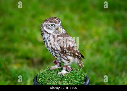 Captive Little Owl (Athene Noctua) auf dem Culcheth Community Day 2019 - im Besitz von Wild Wings Birds of Prey Stockfoto