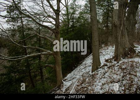 Wandern durch einen Wald an einem winterlichen Tag im Dezember auf einem schneebedeckten Weg. Stockfoto