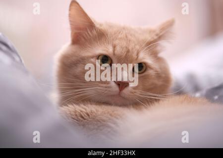 Flauschige Ingwerkatze auf einem grauen Bettüberwurf. Stockfoto