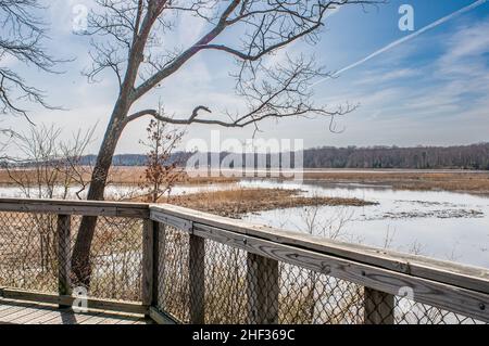 Blick von der Promenade auf das Sumpf im Elizabeth Hartwell Mason Neck National Wildlife Refuge, aufgenommen im Winter. Stockfoto