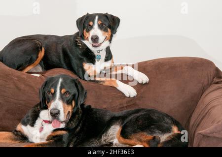 Zwei größere Schweizer Berghunde, ein Weibchen und ein Männchen, posieren auf einer Couch in St. Louis, Missouri. Stockfoto