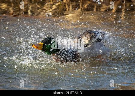 Nahaufnahme einer männlichen Mallard-Ente, die Wasser im Fluss spritzt Stockfoto